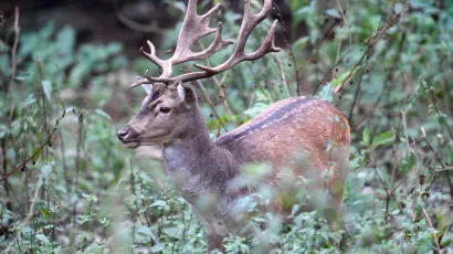 Na području požeško-slavonske županije vozači su više od 200 puta naletjeli na neku divljač na cesti/Foto: Srđan Vrancic/CROPIX