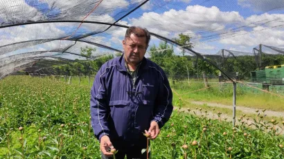 Za pravilan uzgoj božura potrebno je puno znanja/Foto: Martina Čapo