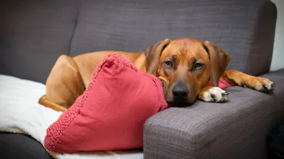 Rhodesian ridgeback/Foto: Unsplash (ilustracija)