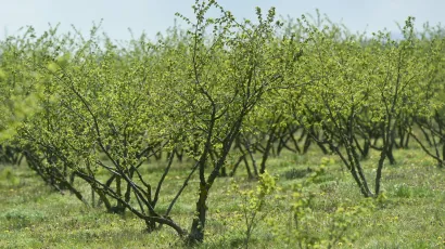 Traga se za osobom koja je uništila sadnice lijeske/Foto: Darko Tomas/CROPIX (ilustracija)