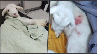 Priča je dobila sretan završetak/ Foto: Mirjana Oliver