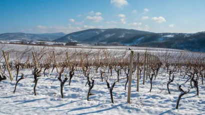 Trsovi su blagoslovljeni u nadi dobrog uroda/ Foto: Predrag Uskoković/ Grad Daruvar