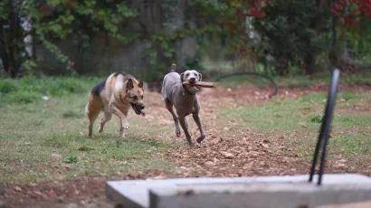 Foto: Jure Miskovic/CROPIX (Ilustracija)