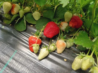 Kupci obožavaju sortu Clery/Foto: Slavica Trgovac Martan