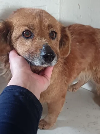 Biba je život provela na lancu/Foto: Privatni album