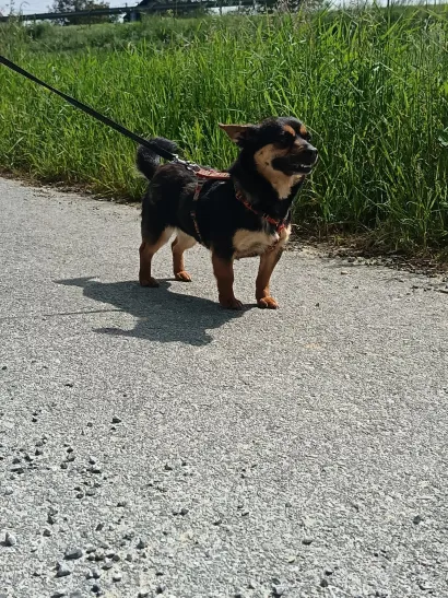 Kimmy je u bjelovarski azil stigla proljetos/Foto: Privatni album