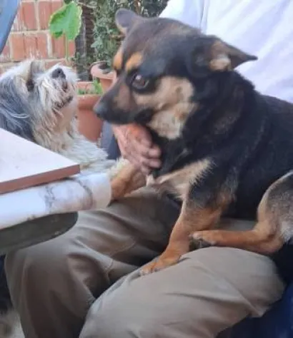 Maženje i paženje i krilu novih vlasnika/Foto: Privatni album