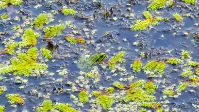 Medjamska žaba/Foto: Valnea Vretenar Maršić