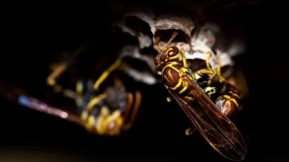 Foto: Pexels (Ilustracija)