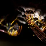 Foto: Pexels (Ilustracija)