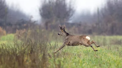 Najviše naleta zabilježeno je na srneću divljač/ Foto: Vlado Kos/CROPIX (ilustracija)