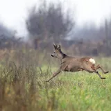 Najviše naleta zabilježeno je na srneću divljač/ Foto: Vlado Kos/CROPIX (ilustracija)