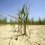 Župan Marušić proglasio je prirodnu nepogodu zbog suše/Foto: Vlado Kos/Cropix (Ilustracija)