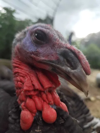 Puri je glavna faca na imanju u Siščanima/Foto: Privatni album