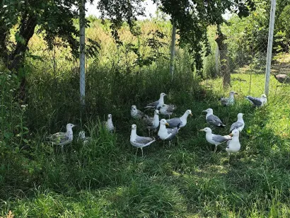 Galebovi su pronašli svoj mir daleko od mora/Foto: Privatni album