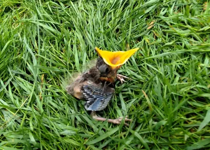 Od proljeća do jeseni ptičice često ispadaju iz gnijezda/Foto: Privatni album