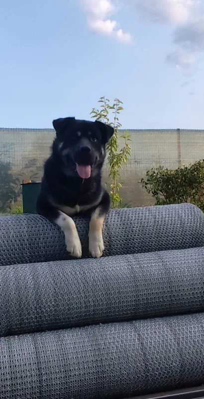 I četveronožni ljubimci imaju svoje mjesto na životinjskoj farmi kod Čazme/Foto: Privatni album