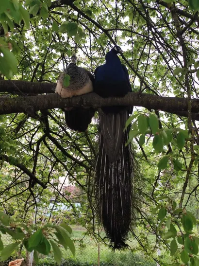 Foto: Privatni album