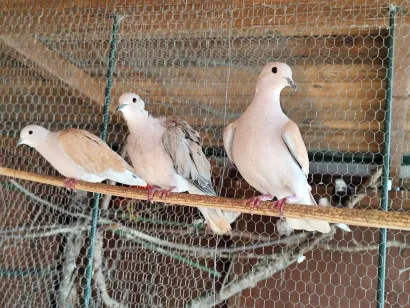 Foto: Privatni album