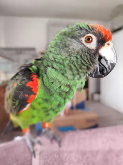 Papigice s Manuelovog imanja se mogu udomiti/Foto: Privatni album 