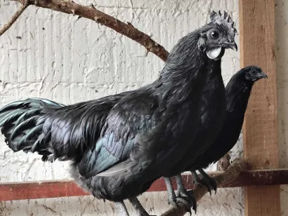 Foto: Privatni album