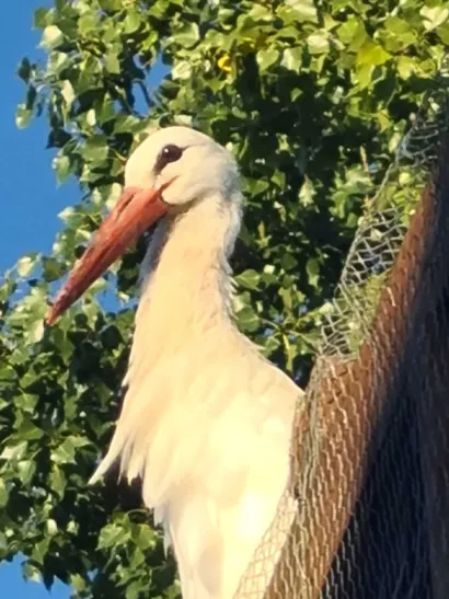 Roda, zaštitni znak Siščana/Foto: Privatni album