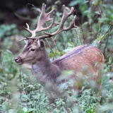 Na području požeško-slavonske županije vozači su više od 200 puta naletjeli na neku divljač na cesti/Foto: Srđan Vrancic/CROPIX