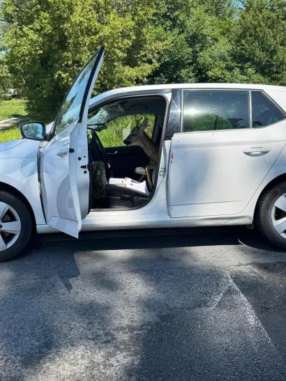 Srnjak je doslovno uletio u automobil/Foto: Čitatelj