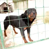 Vlasnik Rotvajlera zaradio je novčanu kaznu/Foto: Željko Hajdinjak/Cropix (ilustracija)