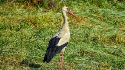 Foto: Centar za posjetitelje Natura 2000 Garešnica