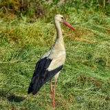 Foto: Centar za posjetitelje Natura 2000 Garešnica