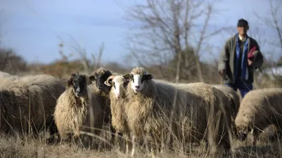 Vlasnika ovce čeka kazna/Foto: Niksa Stipanicev/CROPIX (Ilustracija)