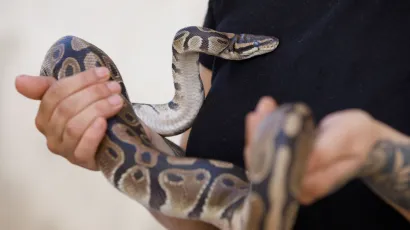 Foto: Vojko Basic/CROPIX (ilustracija)