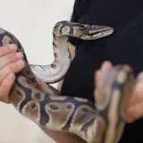 Foto: Vojko Basic/CROPIX (ilustracija)