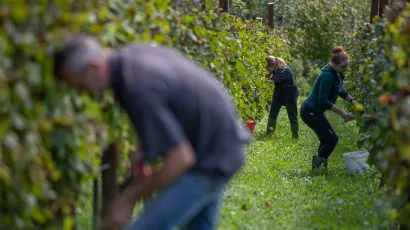 Internet je pun oglasa u kojima se traže berači grožđa/Foto: Matija Djanjesic/CROPIX 
