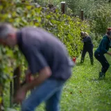 Internet je pun oglasa u kojima se traže berači grožđa/Foto: Matija Djanjesic/CROPIX 