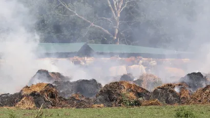 Foto: Emica Elvedji /Cropix (ilustracija)