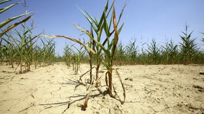 Župan Marušić proglasio je prirodnu nepogodu zbog suše/Foto: Vlado Kos/Cropix (Ilustracija)