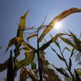 Foto: Emica Elveđi/CROPIX