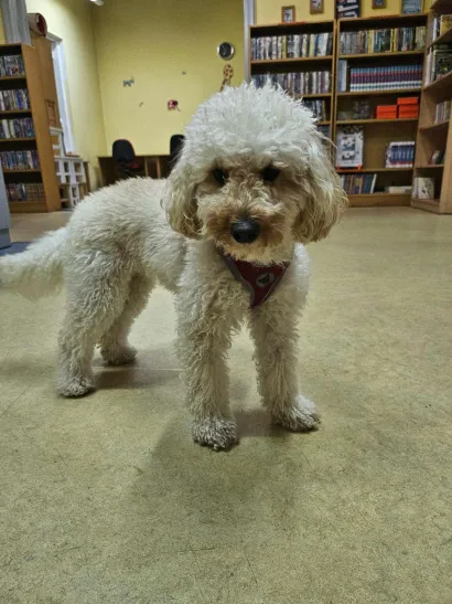 Još jedan simpatičan posjetitelj daruvarske knjižnice/Foto: PKIČ Daruvar