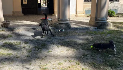 Bezbrižna igra ispred daruvarskog dvorca/Foto: Zavičajni muzej Daruvar 