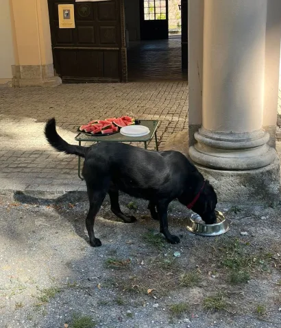 Za četveronožne posjetitelje je ispred muzeja pripremljena prava gozba/Foto: Zavičajni muzej Daruvar