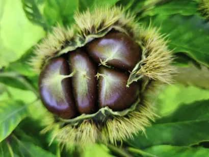 Slasni plodovi s Bilogore/Foto: Gradska tržnica Daruvar