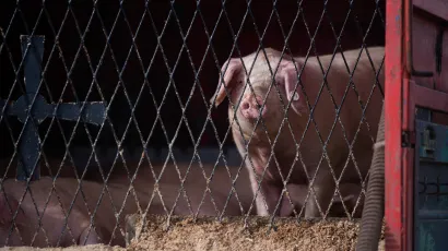 Foto: Luka Gerlanc/CROPIX (ilustracija)