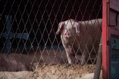 Foto: Luka Gerlanc/CROPIX (ilustracija)