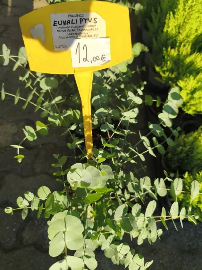 Foto: Gradska tržnica Daruvar