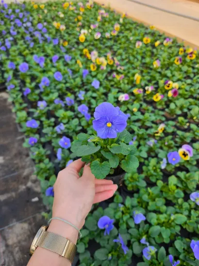 Foto: Gradska tržnica Daruvar