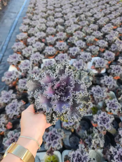 Foto: Gradska tržnica Daruvar