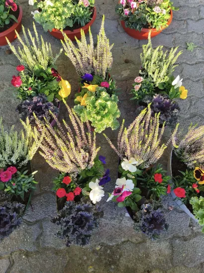 Foto: Gradska tržnica Daruvar