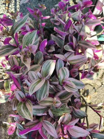 Foto: Gradska tržnica Daruvar